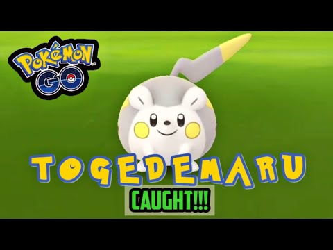 *NEW* POKÉMON, TOGEDEMARU, CAUGHT FROM 🔗TEST YOUR METTLE🔗 EVENT IN POKÉMON GO | 3BFierce #Shorts